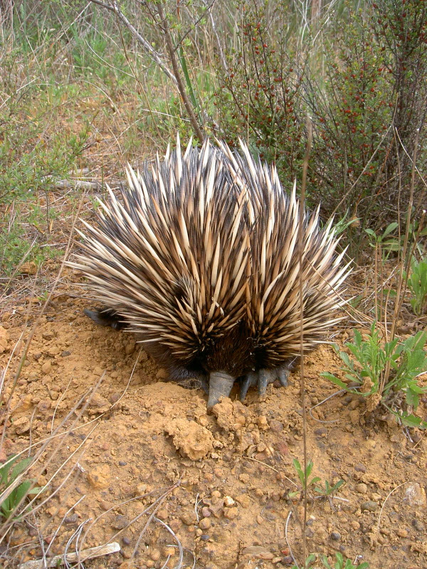 Echidna - Schnabeligel