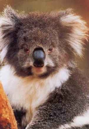 Koala