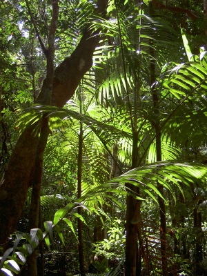 Satt-grüner Regenwald