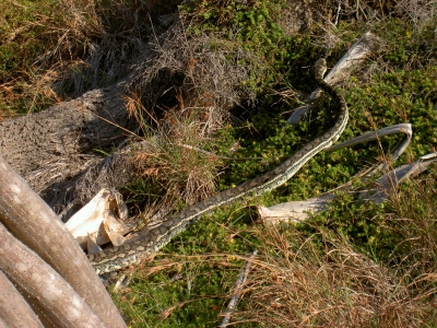 Schlange am Wegesrand