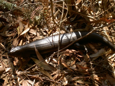 Schwarzer Skink