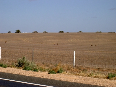 Die Kornkammer Australiens