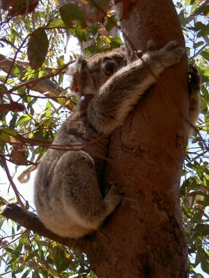 schlafender Koala am Baum
