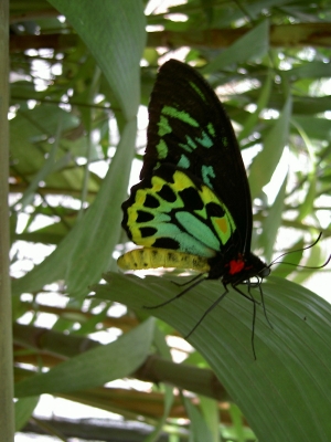 Schmetterling im Kuranda Butterfly Sanctuary