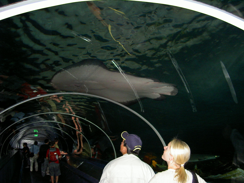 Im Aquarium von Sydney