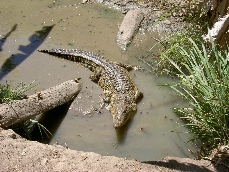 Krokodile
