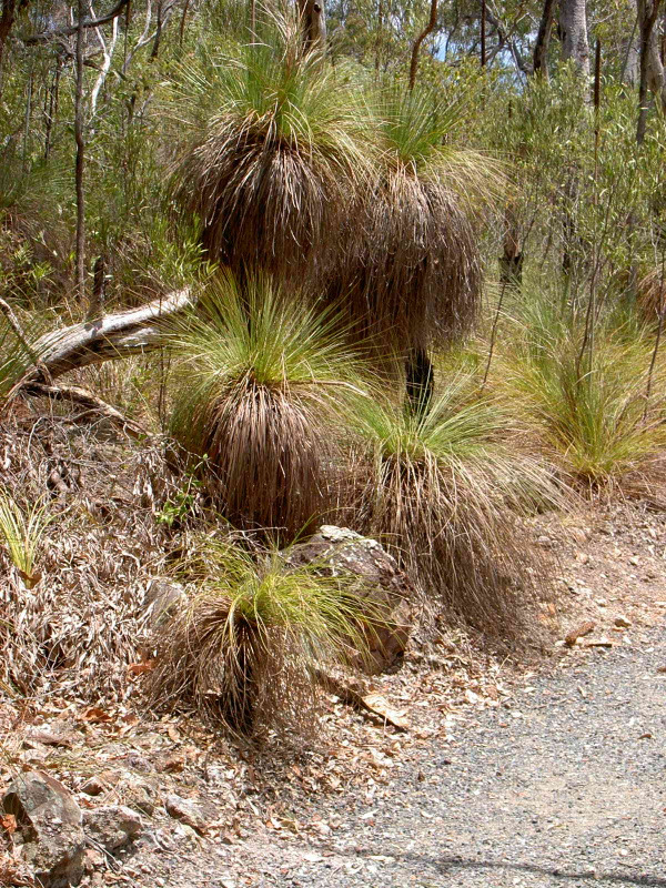'Fox Tail Tree'