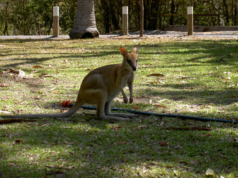 Freilebendes Wallaby
