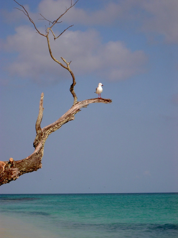 Auf Heron Island