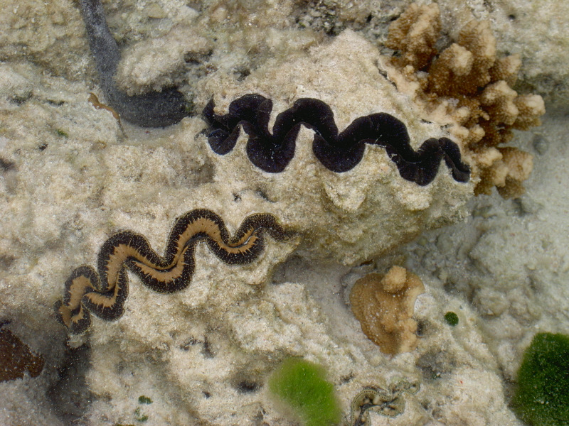 Riffbewohner vor Heron Island