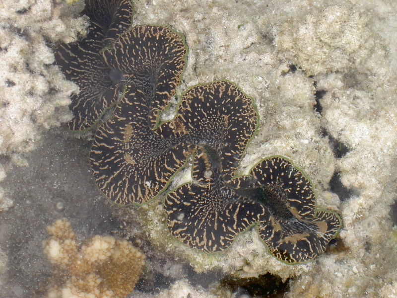 Riffbewohner vor Heron Island