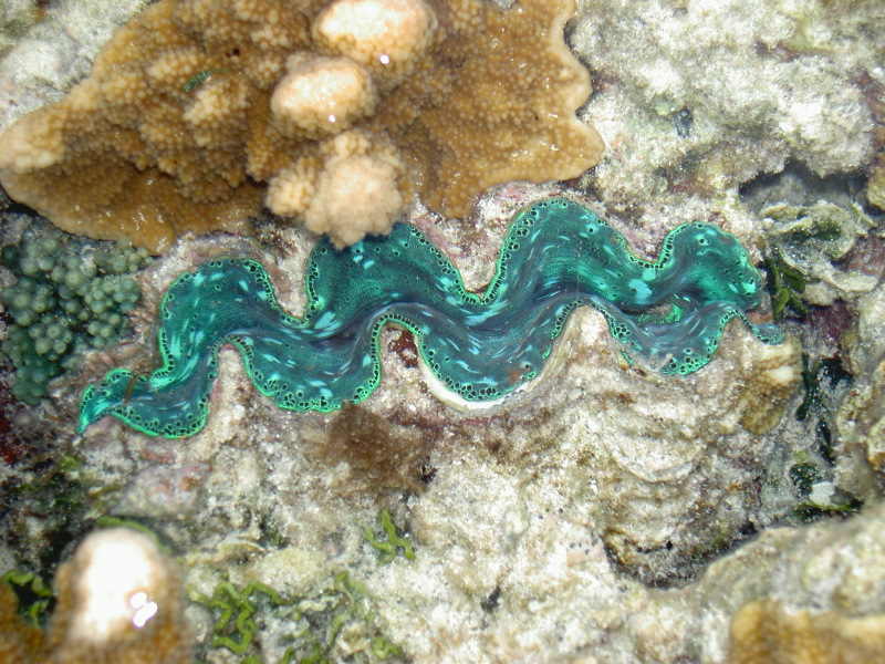 Riffbewohner vor Heron Island