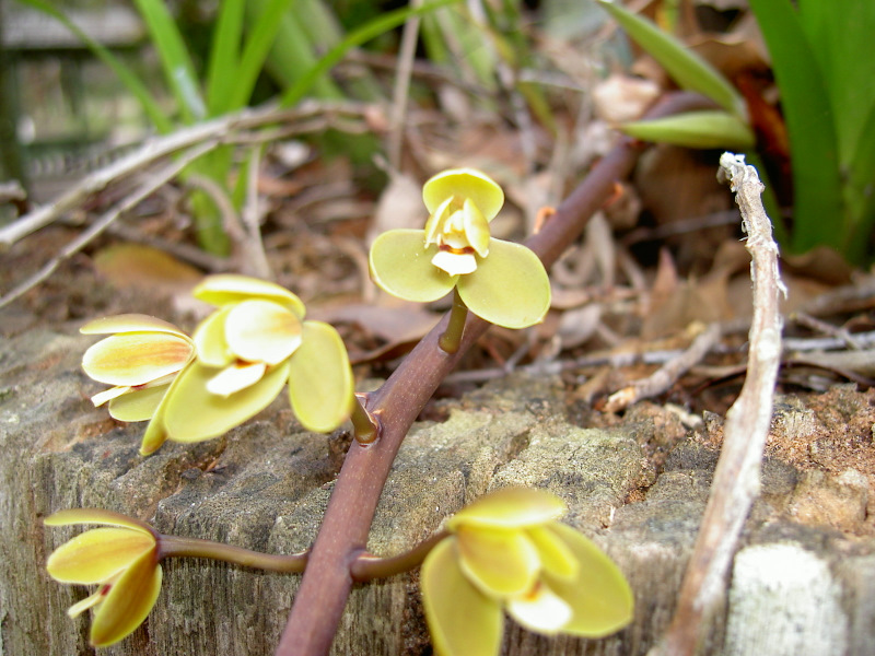 Frangipani