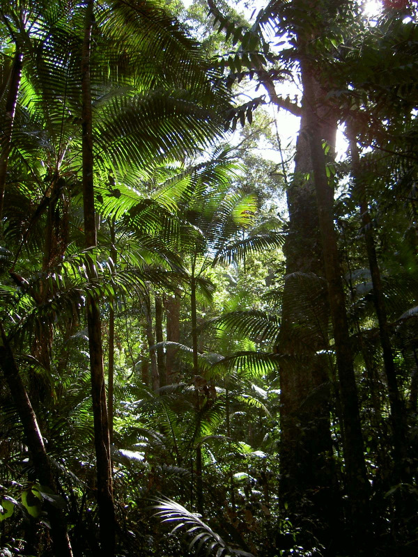 Urwald auf Fraser Island