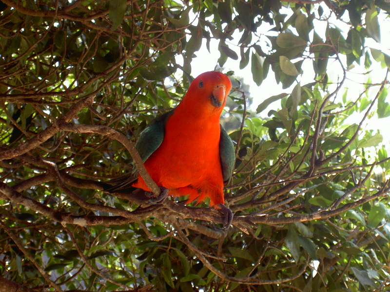 Im Lamington National Park