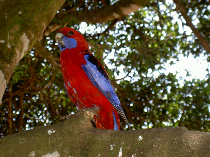 Im Lamington National Park