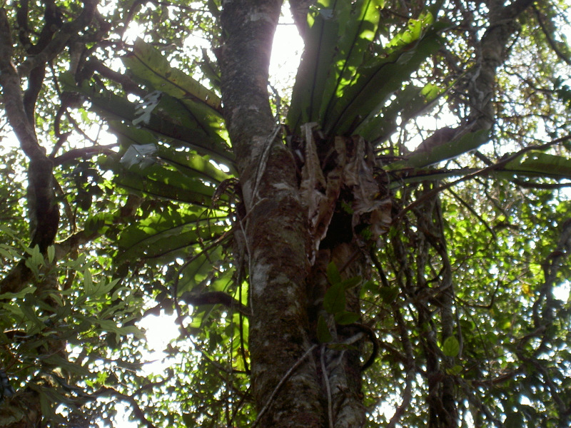 Regenwald in Mossman