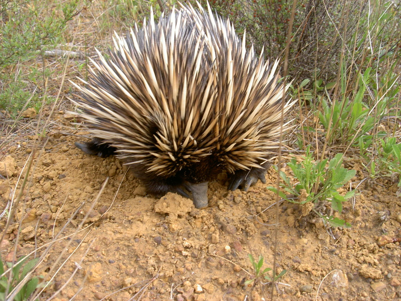... auch Echidna genannt