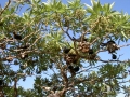 Muddenbirds auf Heron Island