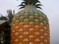 Big Pineapple