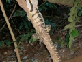 Eastern Grey Water Dragon