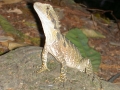 Eastern Grey Water Dragon