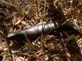 Schwarzer Skink