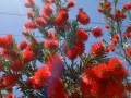 Flaschenputzerbaum – Bottle Brush