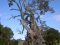 Herb Family Tree