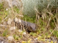 Tannenzapfenskink