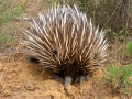 Echidna - Schnabeligel