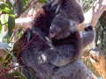 Koalamama mit Baby