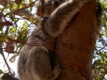 schlafender Koala am Baum