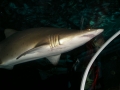 Hai im Aquarium von Sydney
