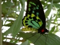Schmetterling im Kuranda Butterfly Sanctuary