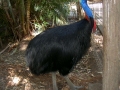 Helmkasuar