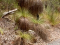 'Fox Tail Tree'
