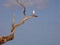Auf Heron Island