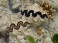 Riffbewohner vor Heron Island