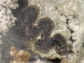 Riffbewohner vor Heron Island