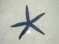Riffbewohner vor Heron Island