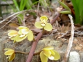 Frangipani