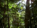 Urwald auf Fraser Island