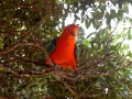 Im Lamington National Park