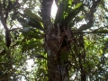 Regenwald in Mossman