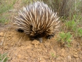 ... auch Echidna genannt