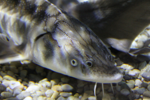 Sea Life in Konstanz - Stör