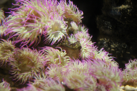 Sea Life in Konstanz - Pink Tip Anemone
