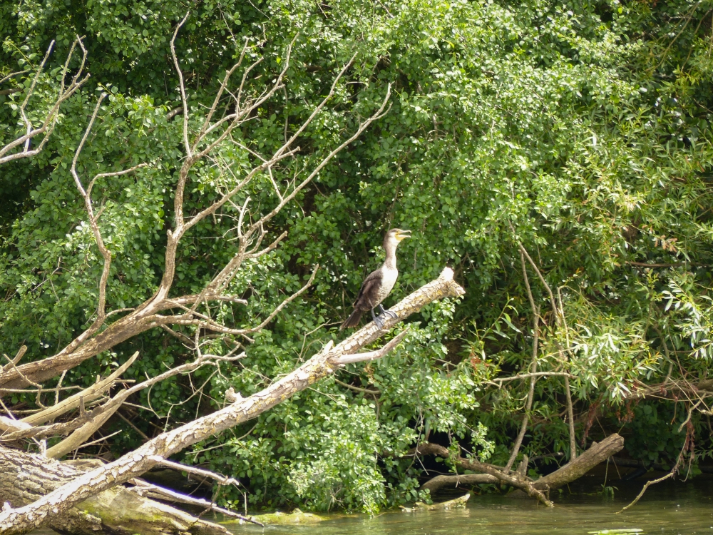 Impressionen Saone bei Tournus