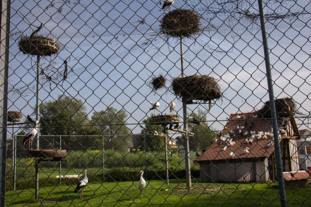 Vogelvolière mit Störchen in Betschdorf